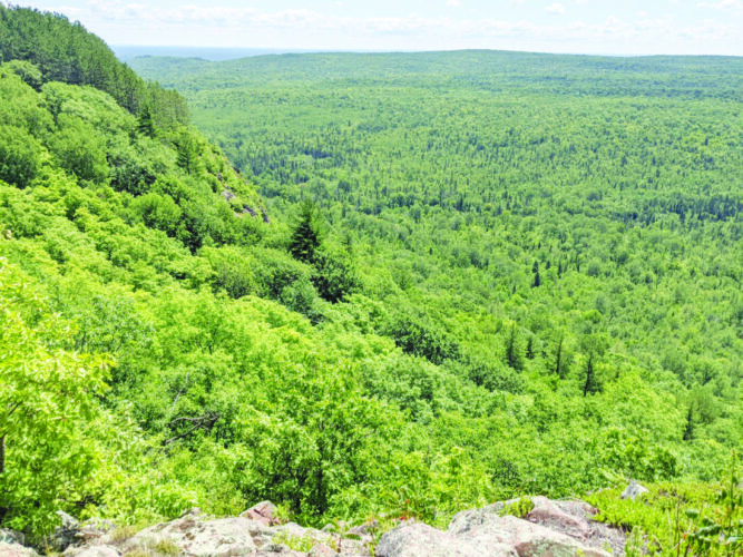 Logging project criticized